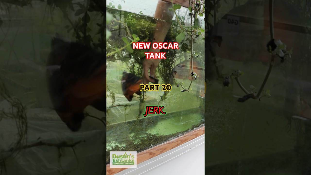 NEW OSCAR TANK PART 20: JERKS!