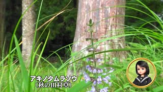 30秒の心象風景28426林床に生きるアキノタムラソウ
