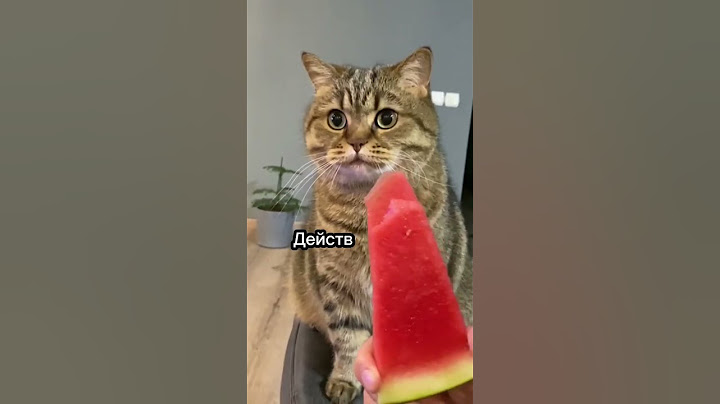 Можно ли кошке есть арбуз?🍉 #cat #catsfacts