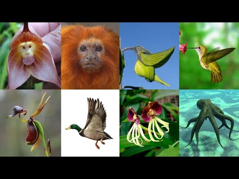 7 FLORES que parecem Animais - Algumas são tão perfeitas que parecem até feitas a mão!!! hqdefault