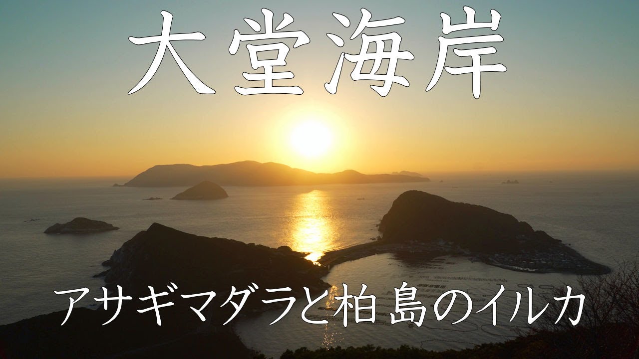 【自然散策】大堂海岸　アサギマダラと柏島のイルカ　2025年11月15、16日（高知県）