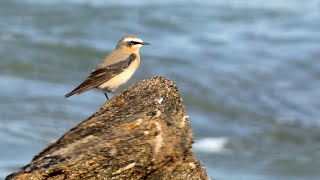 Traquet Motteux, Traquet Du Groënland Migration - Northern Wheatear, Greenland Wheatear Migration