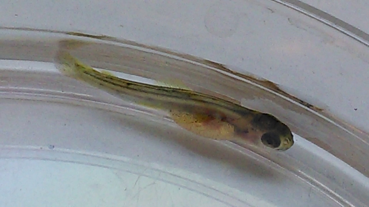 Brown Trout Alevin YouTube