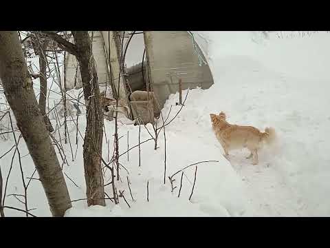 Середина марта... Прививки скоту