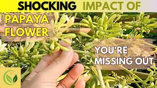 12 Amazing Health Benefits of Papaya Flower You're Missing Out On || Wellness Cures