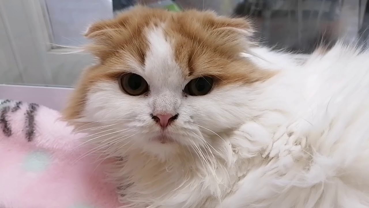 スコティッシュフォールド 4 22生まれ 男の子 Youtube