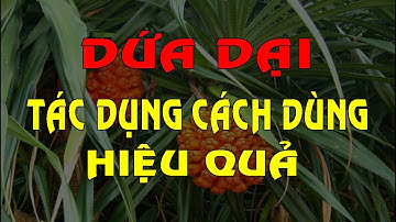 Quả Dứa Dại - Tác dụng của Quả Dứa Dại - Cách sử dụng của Quả Dứa Rừng