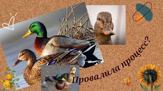 Покраска утиных чучел  (самка кряквы🦆)/ Переделка старых вещей / DIY