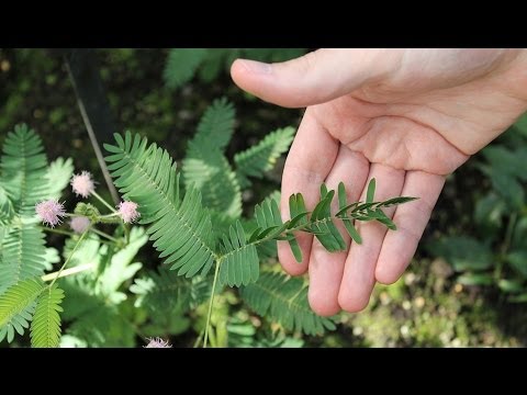 Video: L'innesco Iperosmotico Delle Piantine Di Arabidopsis Stabilisce Una Memoria Somatica A Lungo Termine Accompagnata Da Cambiamenti Specifici Dell'epigenoma