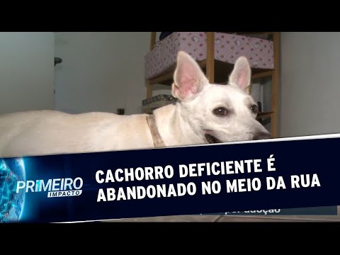 Vídeo: Cão especial nascido sem patas recebe uma segunda chance na vida