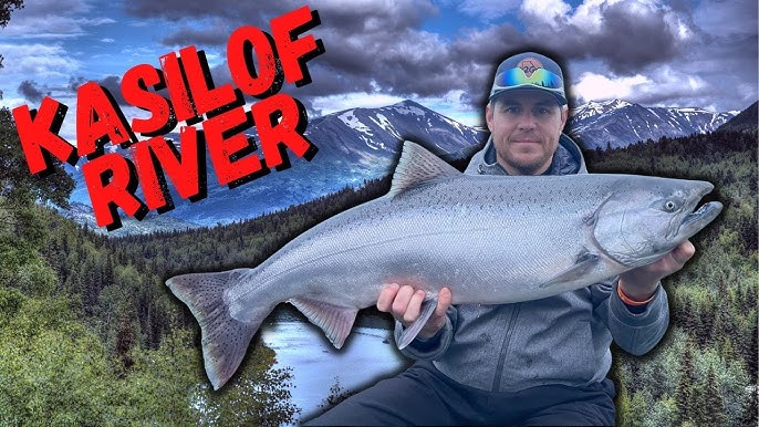 Huge Kenai River King Salmon