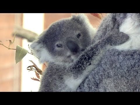 コアラ 赤ちゃんの名前が決定 埼玉県こども動物自然公園 Youtube