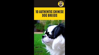 Top 10 Authentic Chinese Dog Breeds😍 by DogLove 24 339 views 1 year ago 1 minute, 26 seconds