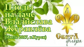 Плоды на даче Владислава Журавлёва. Июль 2017