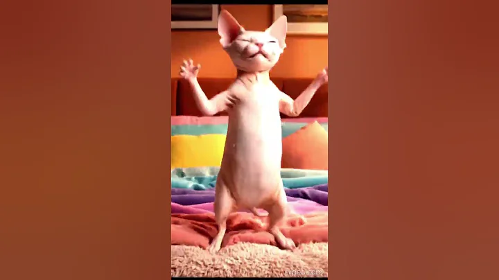 Video 11442151: baby cat dance, cat funny dance