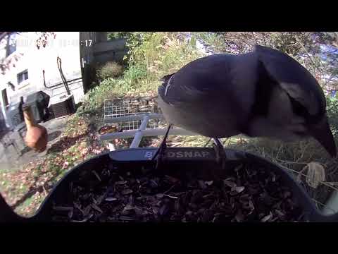 Blue Jay at the Feeder!