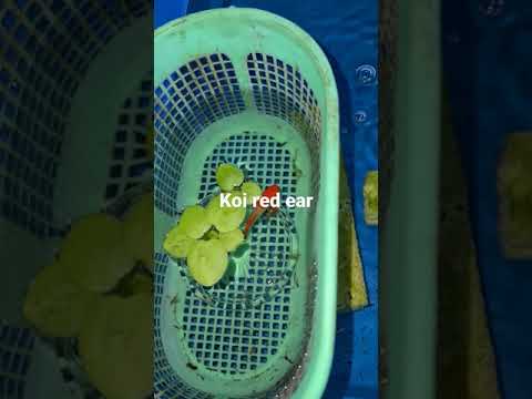 Video Cá bảy màu koi red ear đẻ quá trời - youtube