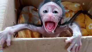 Oh no.! the cutis monkey baby screamed, what happened..?