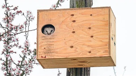 Madera Farmer Selling Owl Boxes To Combat Rodents
