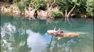 Download Lagu Lieh heh the champion por sum sha wah MP3