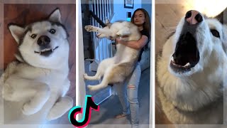 Ultimate Husky Compilation ~ Cute \& Funny Huskies of TikTok!