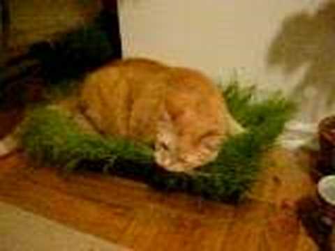 Cat Grass Bed You - Cat Grass Bed Diy