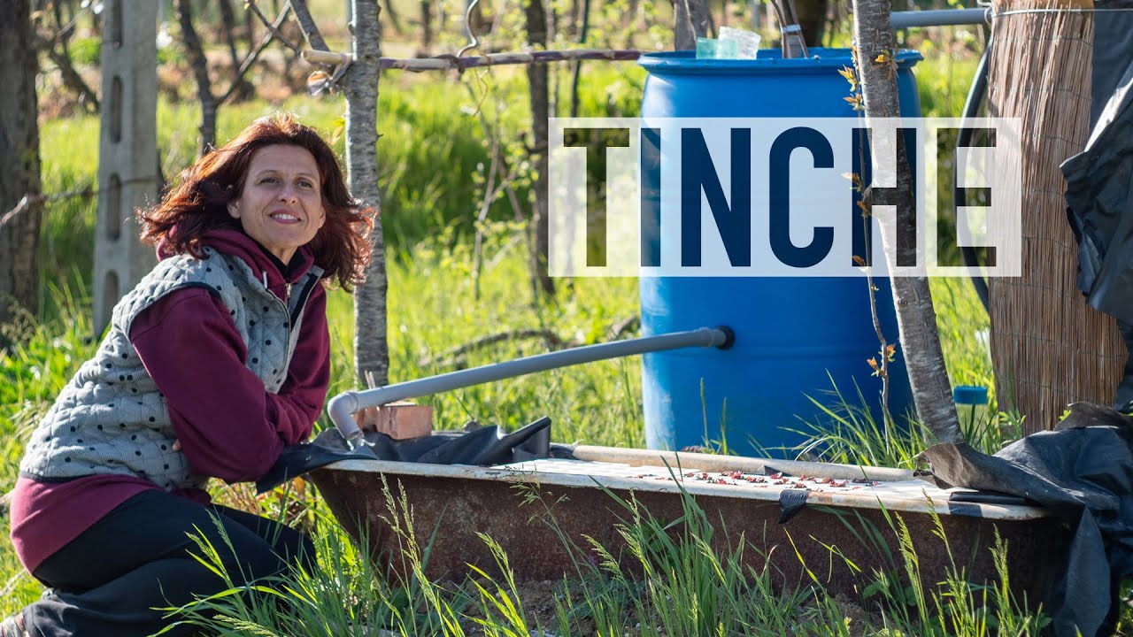 ALLEVARE PESCI NELL'ORTO! ARRIVANO LE TINCHE PER L'ACQUAPONICA 🐟
