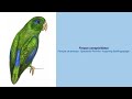 Video Encyclopedia of Parrot Species - #256 Forpus conspicillatus