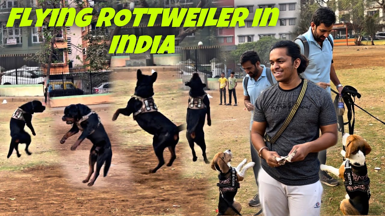 Flying Rottweiler In India JUMPS | TRAINED BEAGLE DOG PLUTO WILL SHOCK ...