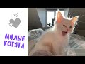 Милые и смешные КОТЯТА #7 Самое милое видео