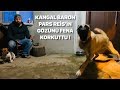 KANGAL BARON ET ZİYAFETİNDE PARS REİSİDE ARADAN ÇIKARIYORDU :))