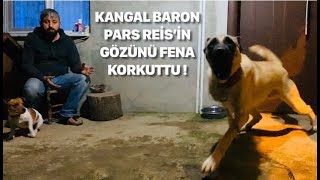 KANGAL BARON ET ZİYAFETİNDE PARS REİSİDE ARADAN ÇIKARIYORDU :))