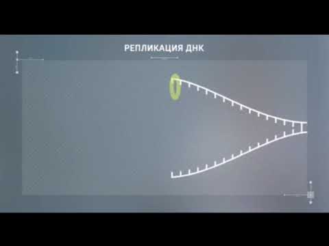 Бейне: ДНҚ репликациясында және ақуыз синтезінде не қолданылады?