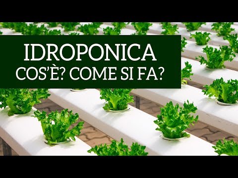 Video: Cos'è l'acquaponica: scopri la coltivazione di piante acquaponiche