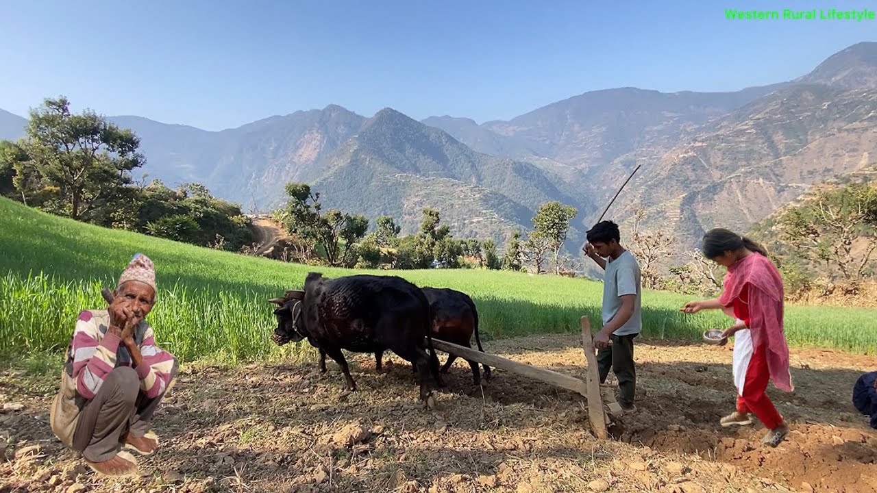 A Day in Rural Western Nepal | Simple Village Lifestyle & Daily Work