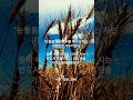 시편 126:5-6 #bible #shorts