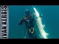 «Крокодилы Тувы 2019» | Подводная охота на щуку (Трейлер)