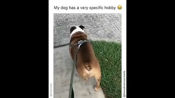 dog knocking over trash can
