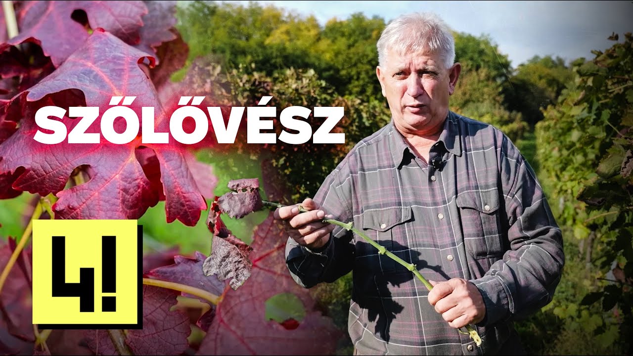 „A 3-4 ezer forint alatti borok eltűnhetnek piacról emiatt”