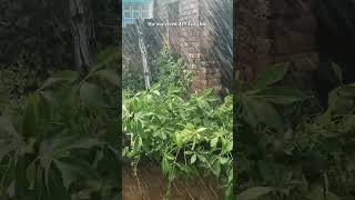Barish 🌧️🤍 #youtubeshorts #nature #rain #weather