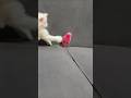funny kitten vs Chick