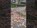 Son Bahar Dökülen Yapraklar ve Dere Sesleri | Last Whispers of Autumn #sonbahar #autumnleaves #dere