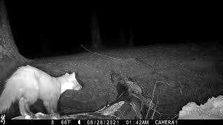 Pine Marten, New Forest, 28/08/22 by Wild New Forest 297 views 1 year ago 11 seconds