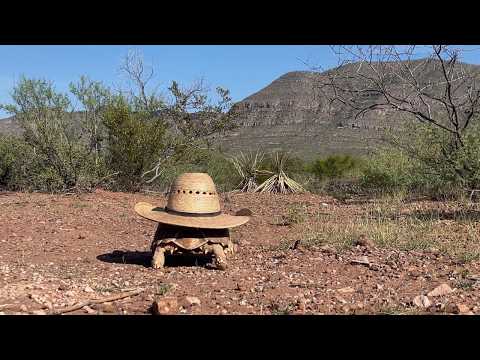 Uploads from Bisbone Ranch