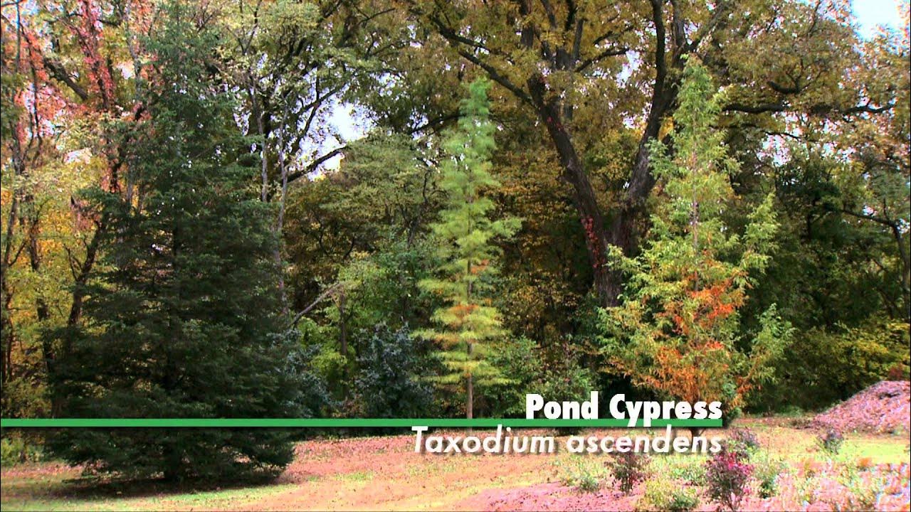 Beautiful Trees for Oklahoma YouTube