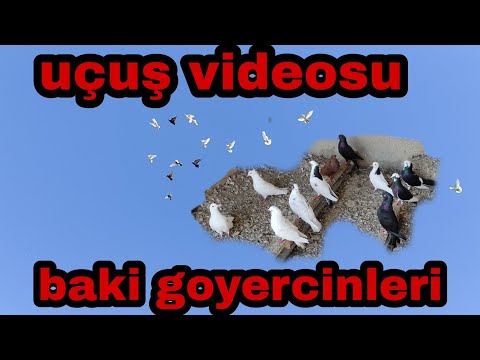 #bakigoyercinleri goyercinlerimizin uçuşu.goyercinlerin uçuş videosu.