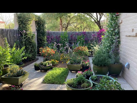 Video: Xeriscaping With Wildflowers: Choosing Wildflowers For Desert Gardens