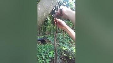 Cận cảnh thịt 1 con rắn, lột da, rôti