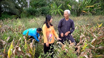 Trồng Cây Nghệ để Làm Thuốc Nam Sau Gần 6 Tháng Như Thế Nào, Cám Ơn Tấm Lòng của Chú Nghiệp Cô Dung