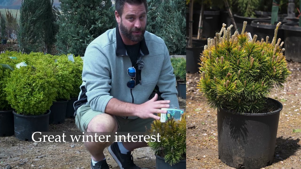 Carstens Wintergold Mugo Pine